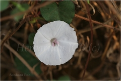 Ipomoea marginata